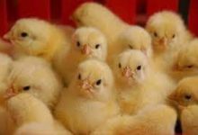 معدوم سازی جوجه ها