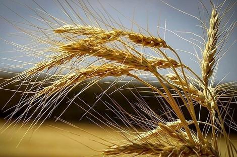 خرید ۲۰ درصد گندم تولید داخل توسط بخش خصوصی